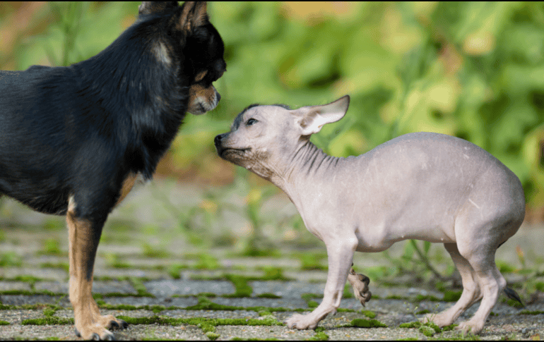 Comprender por qué ocurre una agresión y aprender a leer el lenguaje corporal de los perros puede marcar la diferencia. CANVA