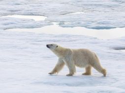 El oso polar es, sin duda, la especie más representativa del Ártico. ESPECIAL.