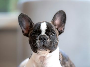 El problema de algunos perros con el calor radica en su anotomía. UNSPLASH /  G. HOLTSHAUSEN