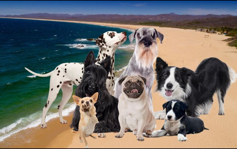 Actualmente, la mayoría de las playas que permiten el acceso con perros en la Entidad se concentran en dos regiones principales: la zona de Puerto Vallarta y la Costalegre. ESPECIAL / CANVA