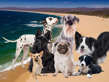 Actualmente, la mayoría de las playas que permiten el acceso con perros en la Entidad se concentran en dos regiones principales: la zona de Puerto Vallarta y la Costalegre. ESPECIAL / CANVA