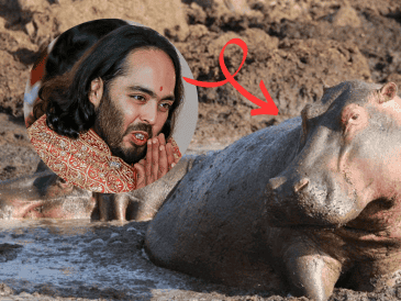 Anant Ambani, heredero del conglomerado Reliance Industries e hijo del hombre más rico de Asia, ofreció trasladar 80 ejemplares al centro de rescate animal Vantara, ubicado en Gujarat, India. AFP/ARCHIVO