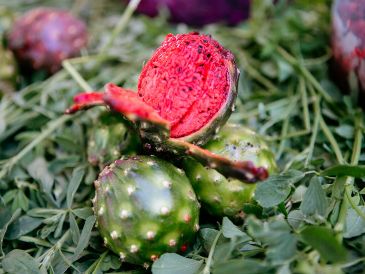 PITAYA. Consumir este fruto típico de Jalisco no es únicamente un acto de arraigo cultural, pues se trata de un producto que tiene algunos beneficios para la salud. EL INFORMADOR / ARCHIVO