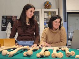 El estudio sobre la menstruación se publicó en la revista The Anatomical Record. EFE/ARCHIVO
