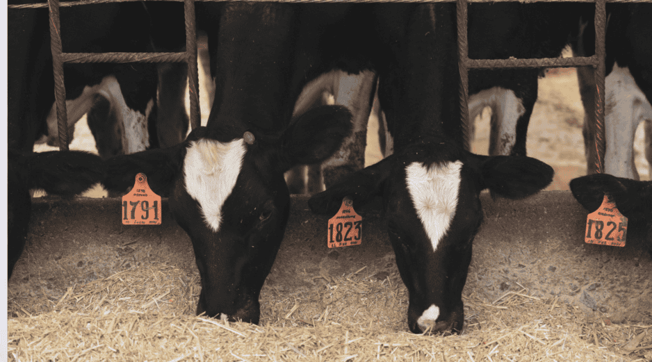 El máximo tribunal hizo una aclaración fundamental que todo productor debe conocer a la perfección para evitar confusiones legales o extorsiones durante el transporte de sus animales por las carreteras del país. CANVA