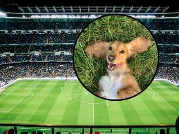 Tras varios minutos de persecución exhaustiva, el personal del estadio logró calmar al protagonista y retirarlo del campo bajo una estruendosa lluvia de aplausos. UNSPLASH / R. Gal / V. Reyes