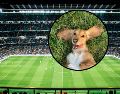 Tras varios minutos de persecución exhaustiva, el personal del estadio logró calmar al protagonista y retirarlo del campo bajo una estruendosa lluvia de aplausos. UNSPLASH / R. Gal / V. Reyes