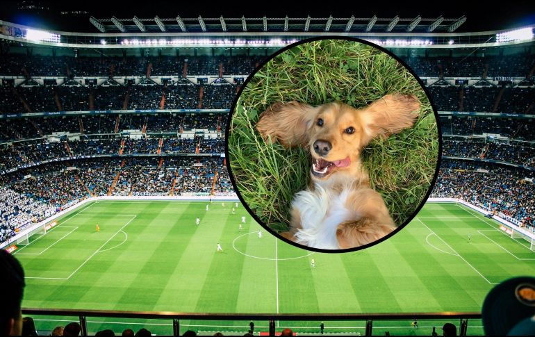 Tras varios minutos de persecución exhaustiva, el personal del estadio logró calmar al protagonista y retirarlo del campo bajo una estruendosa lluvia de aplausos. UNSPLASH / R. Gal / V. Reyes