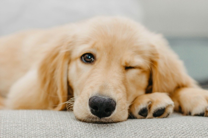 El golden retriever se adapta de maravilla tanto a casas amplias como a dinámicas con niños pequeños. UNSPLASH / T. SONDGEROTH&nbsp;