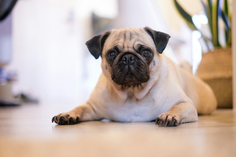 El Pug o Carlino es otra opción fantástica que destaca por su temperamento alegre. UNSPLASH / M. MINGLE