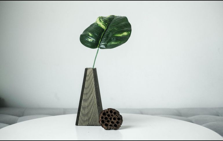 Las plantas de interior para refrescar el hogar funcionan mediante procesos naturales como la transpiración.  UNSPLASH / L. LE