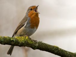 El canto de las aves es un proceso bastante elaborado aunque no lo parezca. UNSPLASH / J. MEEUS
