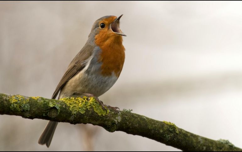 El canto de las aves es un proceso bastante elaborado aunque no lo parezca. UNSPLASH / J. MEEUS