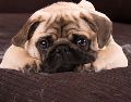 Los perros que viven en interiores con luz artificial y calefacción pueden experimentar una muda constante durante todo el año. ESPECIAL / CANVA