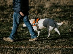 El título de perro guía para invidentes no se hereda, se gana con trabajo duro y aptitudes reales. UNSPLASH / M. SEYMOUR