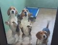 Las imágenes de los perritos Beagle disfrutando de juguetes y la frescura del césped verde le dieron la vuelta al mundo. ESPECIAL/CAPTURA DE VIDEO