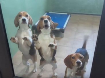 Las imágenes de los perritos Beagle disfrutando de juguetes y la frescura del césped verde le dieron la vuelta al mundo. ESPECIAL/CAPTURA DE VIDEO