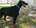 El perro fue ingresado a una clínica veterinaria para su tratamiento. ESPECIAL/PEXELS