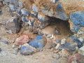 Foto que refleja la destrucción del sitio arqueológico de Los Tlalteles. CORTESÍA