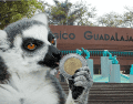 Si planeas aprovechar esta increíble promoción, te recordamos que el Zoológico Guadalajara se encuentra muy cerca de la Barranca de Huentitán. ESPECIAL/ EL INFORMADOR/ ARCHIVO/ Unsplash