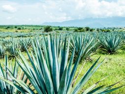 Hay múltiples opciones en Tequila para disfrutar del destilado que tanta fama le ha dado al Pueblo Mágico. CORTESÍA