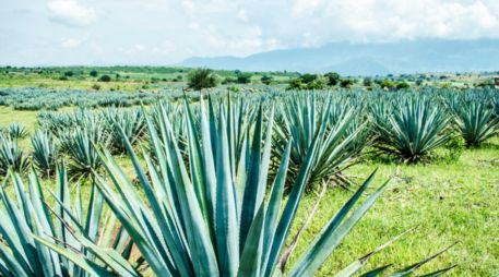 Hay múltiples opciones en Tequila para disfrutar del destilado que tanta fama le ha dado al Pueblo Mágico. CORTESÍA