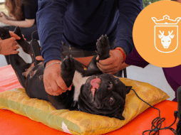 Vacunar a una mascota no solo mejora su calidad de vida, sino que también te permite disfrutar de su compañía por mucho más tiempo. ESPECIAL/ Protección Animal Zapopan