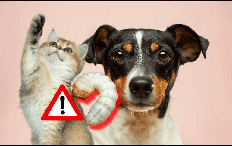 Para prevenir el gusano barrenador en perros o gatos se recomienda mantener un chequeo veterinario periódico. UNSPLASH / N. WINDSOR / UNSPLASH / A. NEE / UNSPLASH / V. G