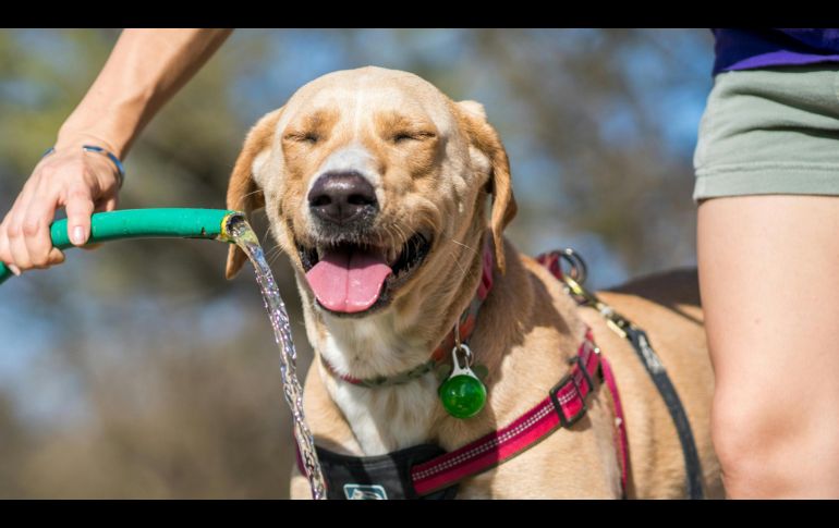 Los perritos también necesitan de una ayudadita para no deshidratarse en esta temporada de calor en Méxi. ESPECIAL/PEXELS