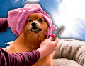 El pelo no es simplemente un rasgo estético; funciona como un sistema de aislamiento térmico altamente eficiente para los perros. ESPECIAL/Unsplash/Canva