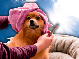 El pelo no es simplemente un rasgo estético; funciona como un sistema de aislamiento térmico altamente eficiente para los perros. ESPECIAL/Unsplash/Canva