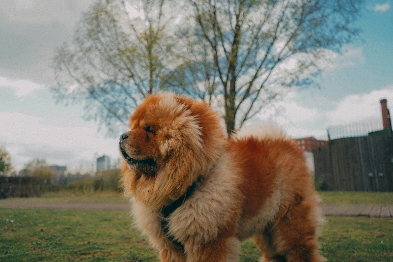 El chow chow, un perro mundialmente famoso por su carácter reservado. UNSPLASH / &nbsp;M. AGHROUT