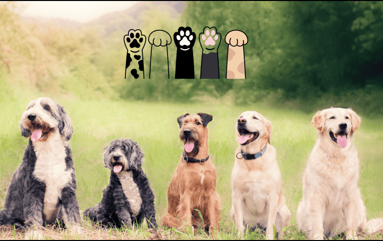 Humanos y perros han construido un vínculo único a lo largo de miles de años. CANVA