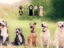 Humanos y perros han construido un vínculo único a lo largo de miles de años. CANVA