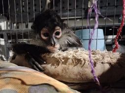 El ejemplar fue resguardado en buen estado de salud para posteriormente enviarlo a la Unidad de Rescate de Fauna Silvestre de Tlajomulco (URFST), en el mismo municipio. ESPECIAL