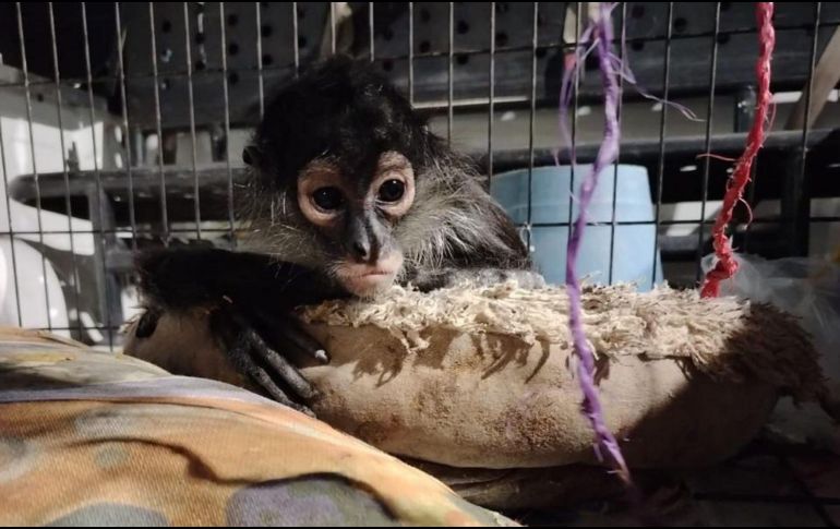 El ejemplar fue resguardado en buen estado de salud para posteriormente enviarlo a la Unidad de Rescate de Fauna Silvestre de Tlajomulco (URFST), en el mismo municipio. ESPECIAL