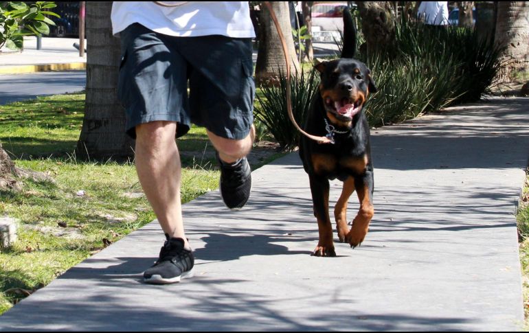 El porte de soldado de estos perros es simplemente el reflejo del tiempo, amor y dedicación que sus dueños invierten en ellos. EL INFORMADOR / ARCHIVO