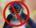 Al comprar un animal exótico, el consumidor final financia directamente a redes criminales organizadas que devastan los ecosistemas locales y promueven la crueldad animal. ESPECIAL / CANVA