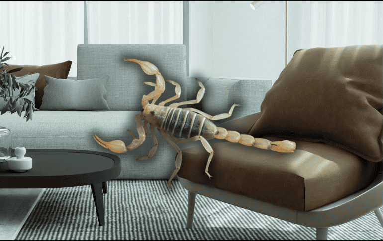 Conoce las acciones que puedes tomar para evitar la aparición de estos insectos en tu hogar. ESPECIAL/Canva