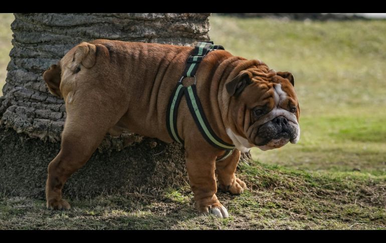 No todo está perdido al momento de enseñar a tu perrito a ir al baño, sólo hay que seguir rutinas y entender su comportamiento. ESPECIAL/PEXELS