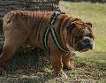 No todo está perdido al momento de enseñar a tu perrito a ir al baño, sólo hay que seguir rutinas y entender su comportamiento. ESPECIAL/PEXELS