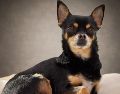 Adoptar un perro es un compromiso a largo plazo que transforma la dinámica de cualquier hogar. ESPECIAL / CANVA