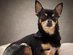 Adoptar un perro es un compromiso a largo plazo que transforma la dinámica de cualquier hogar. ESPECIAL / CANVA