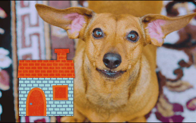 Más allá de que la raza sea pacífica, los expertos coinciden en que el bienestar del perrito depende de factores como la educación, las caminatas diarias y el tiempo de convivencia. ESPECIAL