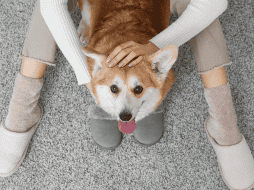 Es vital entender que, aunque huelan nuestro temor, no siempre reaccionarán de forma agresiva. La mayoría de los perros domésticos buscan ofrecer consuelo. CANVA