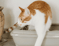 Es importante que el bienestar del gato no se vea comprometido por factores ambientales evitables. ESPECIAL / CANVA