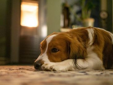 Un perro acostumbrado a pasar mucho tiempo en compañía de su dueño adopta un comportamiento dependiente. UNSPLASH / MAURICE DT