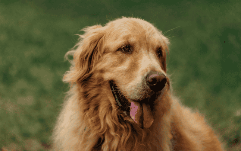 Es un perro al que le encanta ser el centro de atención así que se desvivirá por un propietario cariñoso. CANVA