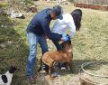 La ASICA recomendó a las y los dueños de mascotas cuidar y revisar a sus animales, y ante la presencia de una herida, realizar la limpieza y curación para su cicatrización. CORTESÍA