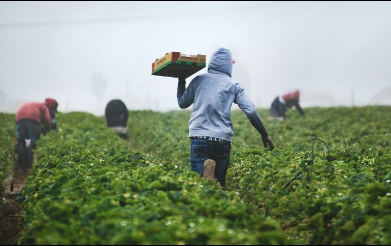 La agricultura es una actividad incierta y el riesgo siempre va a existir. UNSPLASH / T. MOSSHOLDER